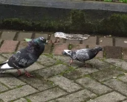 mis pichones