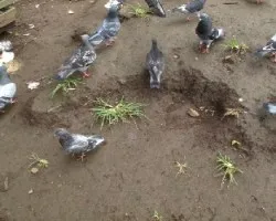 mis pichones