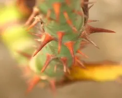 espinas