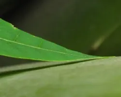 hoja