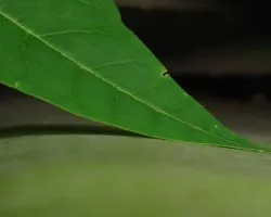 hoja