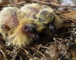 columba livia