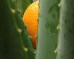 naranja entre savila
