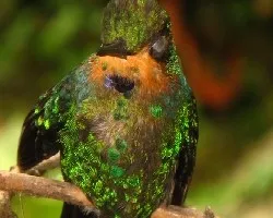Heliodoxa jacula