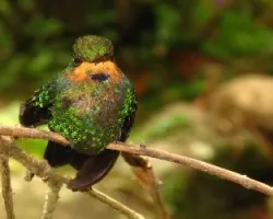 Heliodoxa jacula
