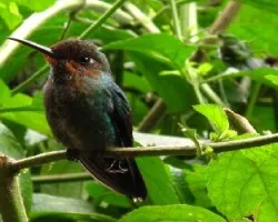 Heliodoxa jacula