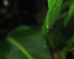gota en hoja