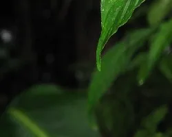 gota en hoja