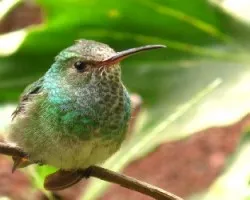  Amazilia tzacatl