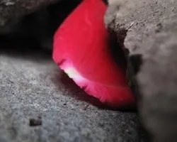 Rosa en piedras