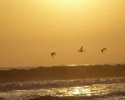 Vuelo libre