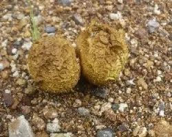 Hongos