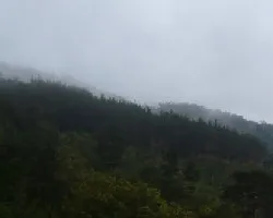 Entre la niebla