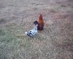 Pareja de Aves