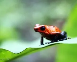 Oophaga pumilio