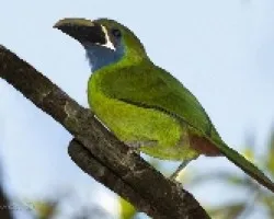 Aulacorhynchus prasinus