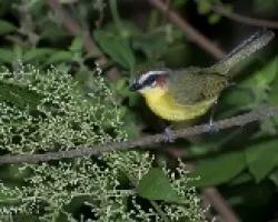 Basileuterus rufifrons - Rufous-capped Warbler