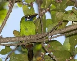 Aulacorhynchus prasinus