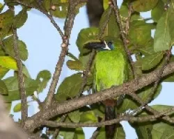 Aulacorhynchus prasinus