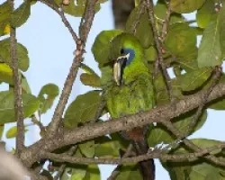 Aulacorhynchus prasinus