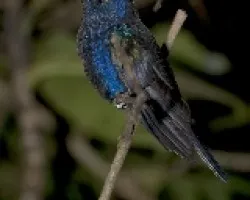 Campylopterus hemileucurus - Violet sabrewing 2