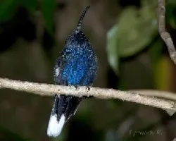 Campylopterus hemileucurus - Violet sabrewing 1