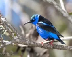 Cyanerpes cyaneus - Red-legged Honeycreeper (macho) 1