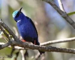 Cyanerpes cyaneus - Red-legged Honeycreeper (macho) 2
