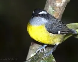 Coereba flaveola - Bananaquit