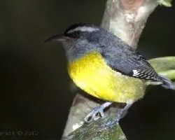 Coereba flaveola - Bananaquit 2