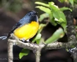 Myiborus miniatus - Slate-throated Redstar
