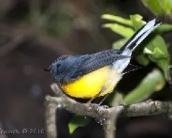 Myiborus miniatus - Slate-throated Redstar 2
