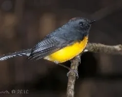 Myiborus miniatus - Slate-throated Redstar 3