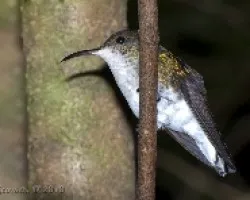 Elvira cupreiceps - Hembra
