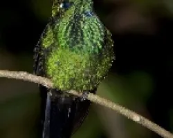 Heliodoxa jacula - Green-crowned Brillant