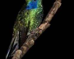 Colibri thalassinus - Green Violet-ear