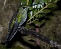Heliodoxa jacula - Green-crowned Brillant (hembra) 01