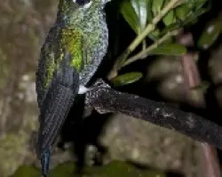 Heliodoxa jacula - Green-crowned Brillant (hembra) 02