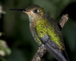Heliodoxa jacula Juvenil (Green-crowned Brilliant)
