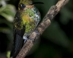 Heliodoxa jacula Juvenil  (Green-crowned Brilliant)