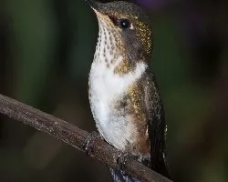 Selasphorus flammula - Volcano hummingbird -hembra 1