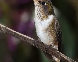 Selasphorus flammula - Volcano hummingbird -hembra 2