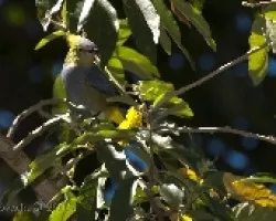 Ptilogonys caudatus - Long-tailed Silky-Flycatcher