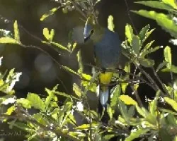 Ptilogonys caudatus - Long-tailed Silky-Flycatcher 2