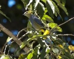 Ptilogonys caudatus - Long-tailed Silky-Flycatcher 3