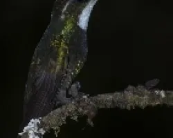 Lampornis castaneoventris - White-throated Mountain-gem (male)