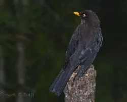 Turdus nigrescens