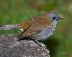 Catharus gracilirostris - Black-billed Nightingale - Thrush - Zorzal Piquinegro