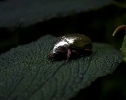 Escarabajo Dorado