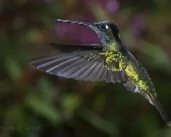Eugenes fulgens